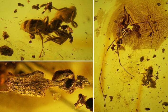 Detailed Fossil Daddy Long-leg, Ant & Flower Stamen in Baltic Amber #163506